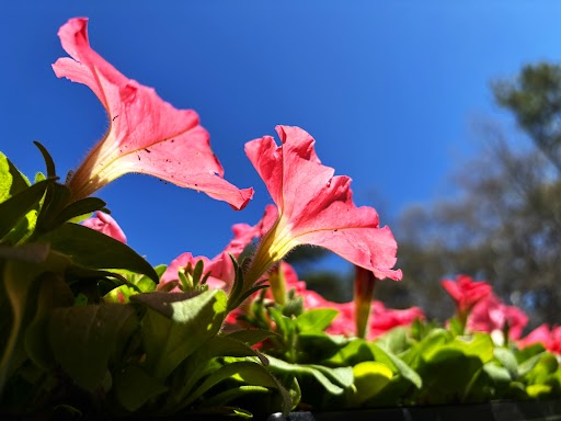 Petunias