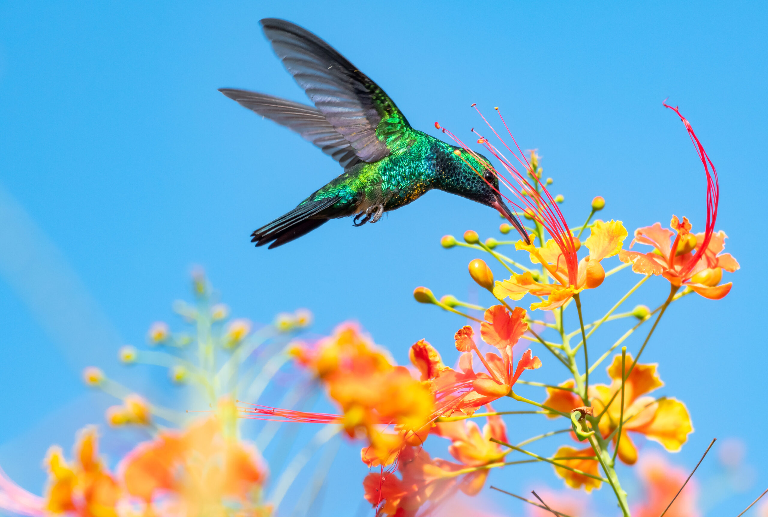 Welcome Back, Hummingbirds! Cape Cod’s Favorite Spring Visitors Have Returned