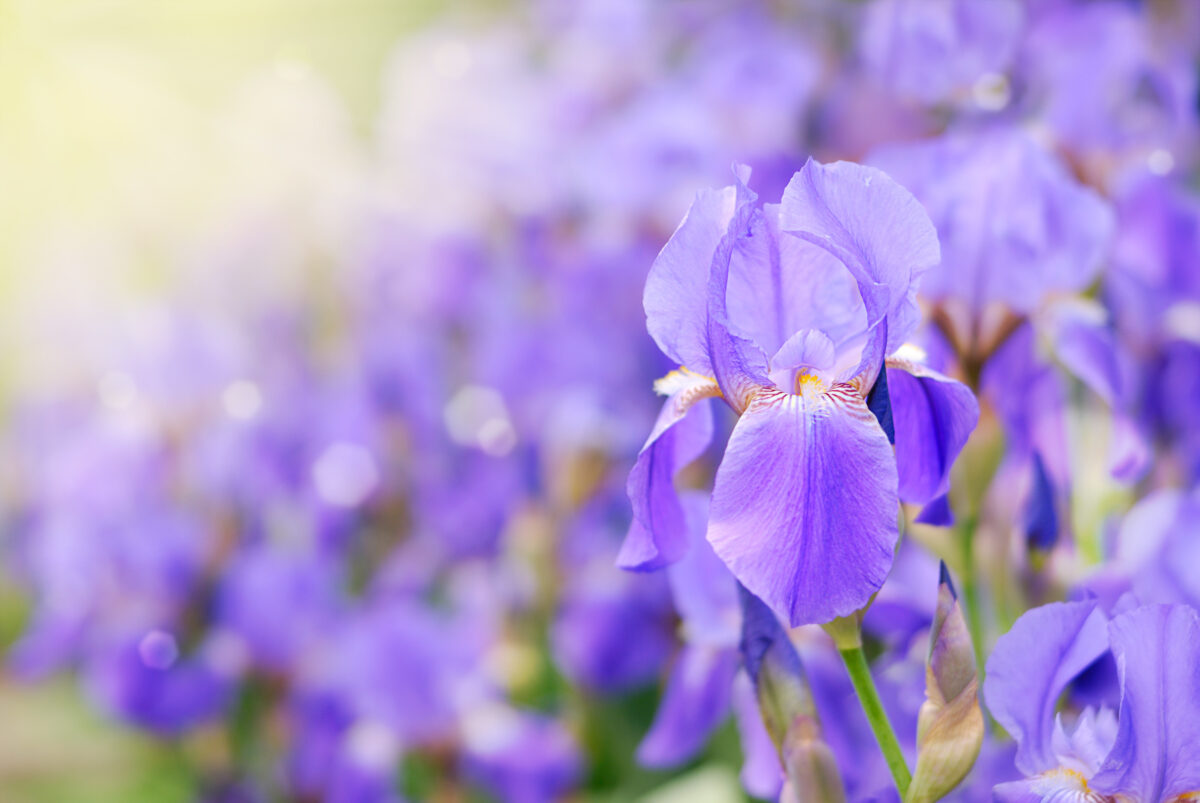 The Iris