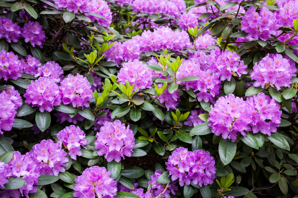 Rhododendron