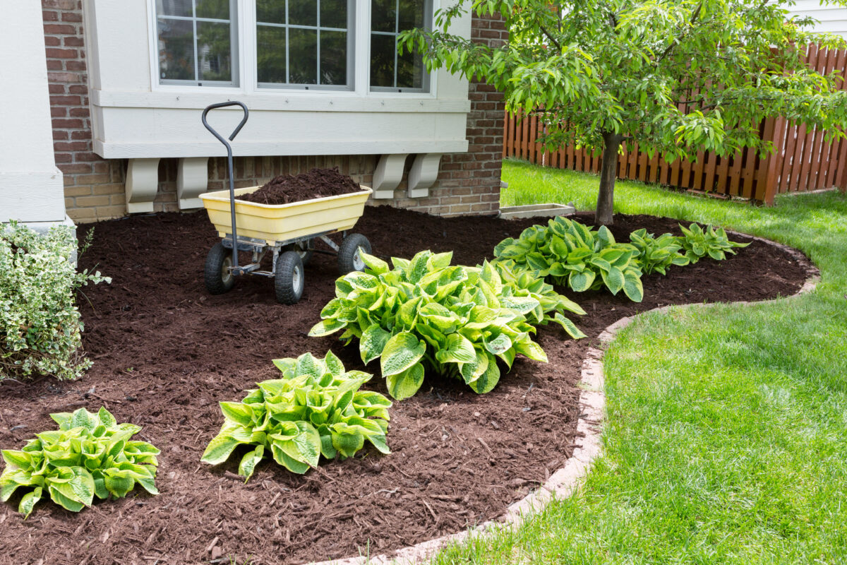 mulching cape cod