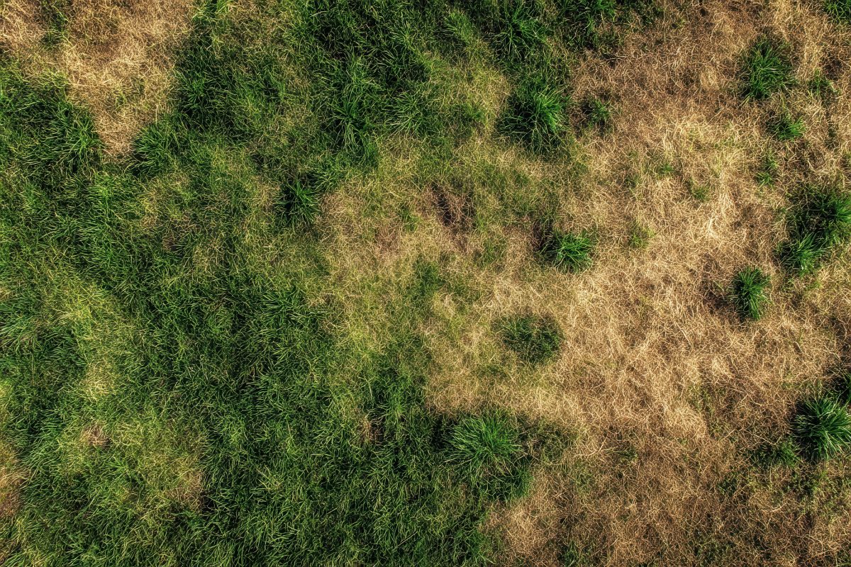 late-summer garden care grass care