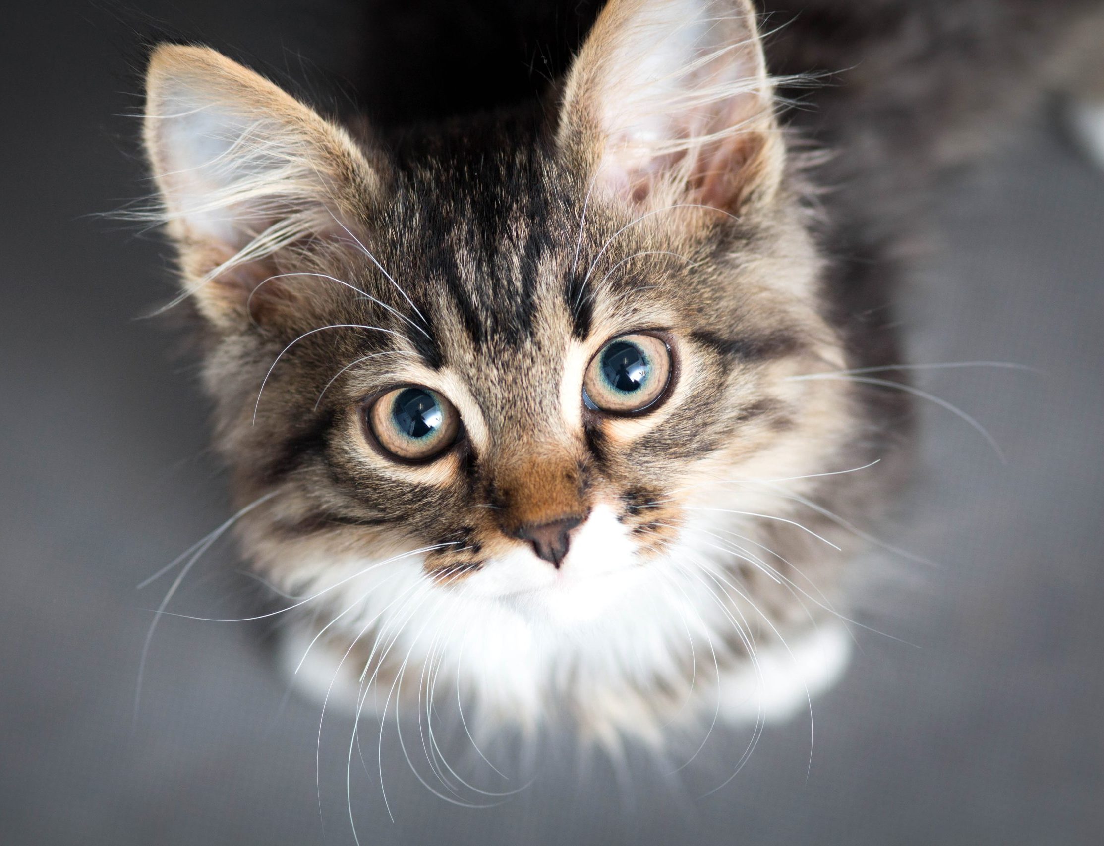little fluffy kitten on a gray background Shopping Page Images-06